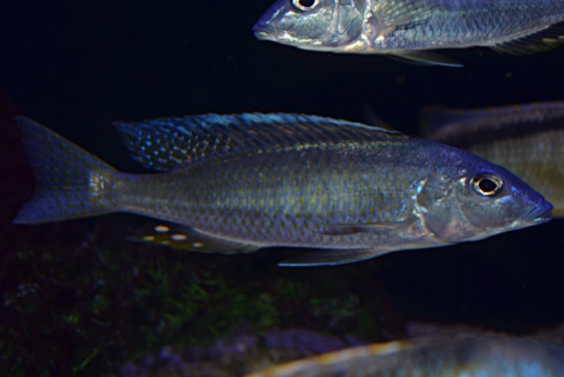 Otopharynx styrax 'Itungi'